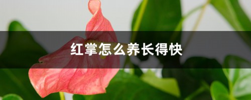 红掌怎么养长得快