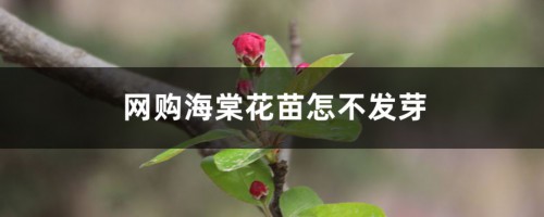 网购海棠花苗怎么不发芽