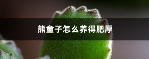 熊童子怎么养得肥厚