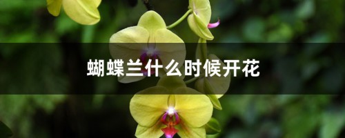 蝴蝶兰什么时候开花