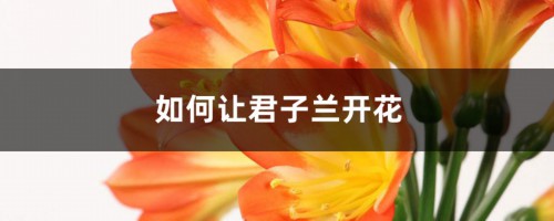 如何让君子兰开花