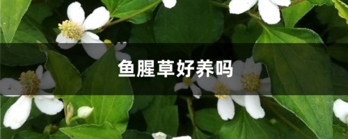 鱼腥草好养吗，怎么养长的好