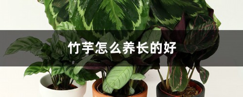 竹芋怎么养长的好