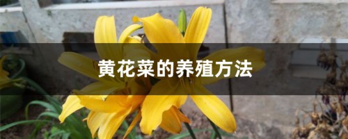 黄花菜的养殖方法