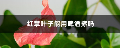 红掌叶子能用啤酒擦吗