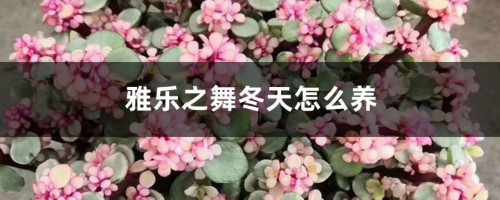 雅乐之舞冬天怎么养