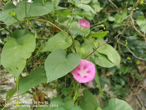 牵牛花