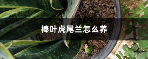 棒叶虎尾兰怎么养