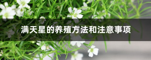 满天星的养殖方法和注意事项