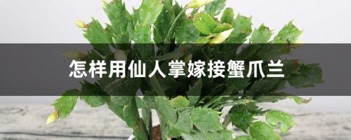 怎样用仙人掌嫁接蟹爪兰