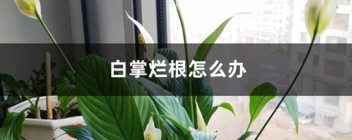 白掌烂根怎么办