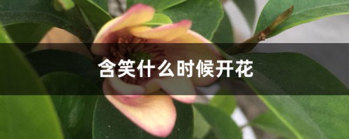 含笑什么时候开花