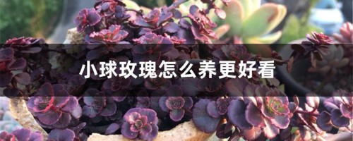 小球玫瑰怎么养更好看