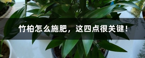 竹柏怎么施肥，这四点很关键！