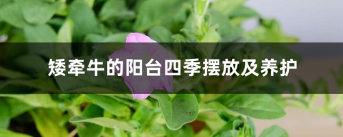 矮牵牛的阳台四季摆放及养护