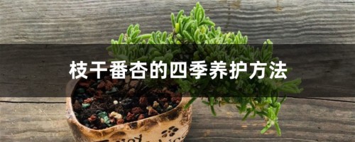 枝干番杏的四季养护方法