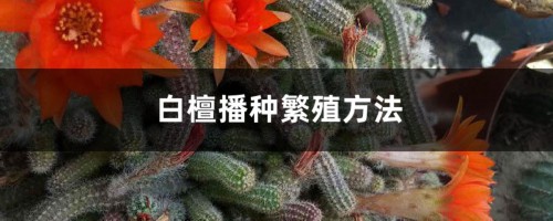 白檀播种繁殖方法