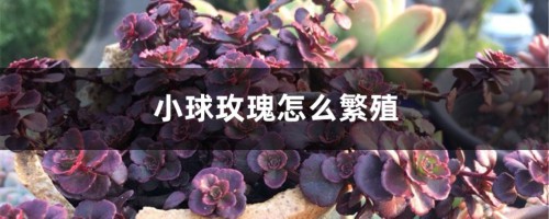 小球玫瑰怎么繁殖