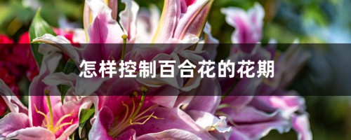 怎样控制百合花的花期