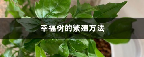 幸福树的繁殖方法