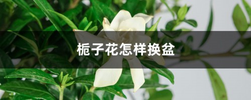 栀子花怎样换盆