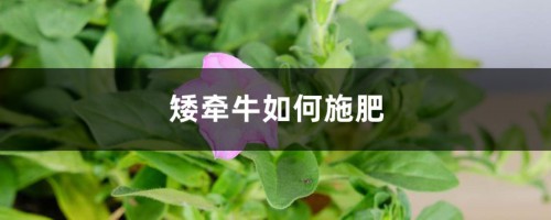 矮牵牛如何施肥